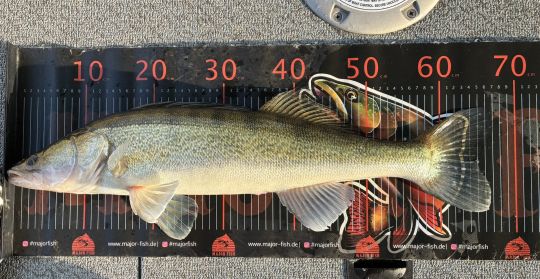 Zander