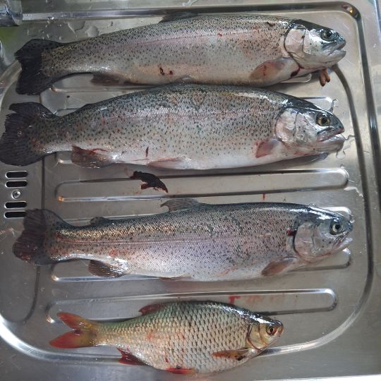 Regenbogenforelle