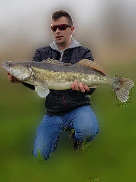 Zander