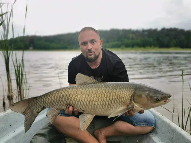 Graskarpfen