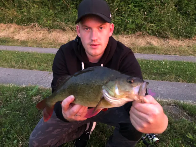 Flussbarsch