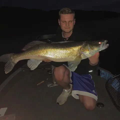 Zander