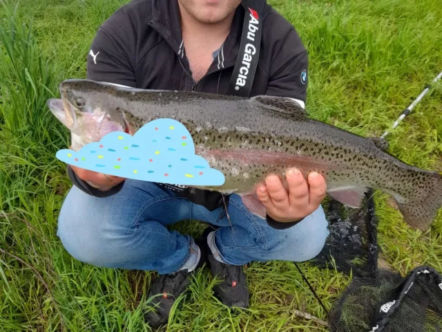 Regenbogenforelle