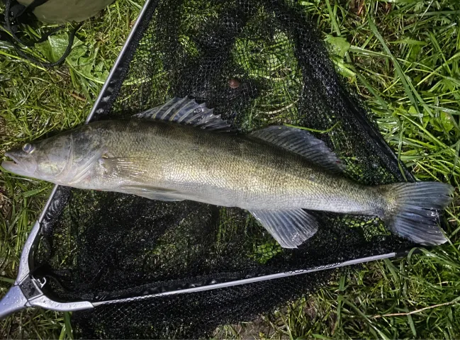 Zander