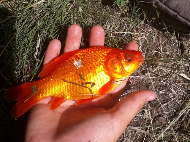 Karausche