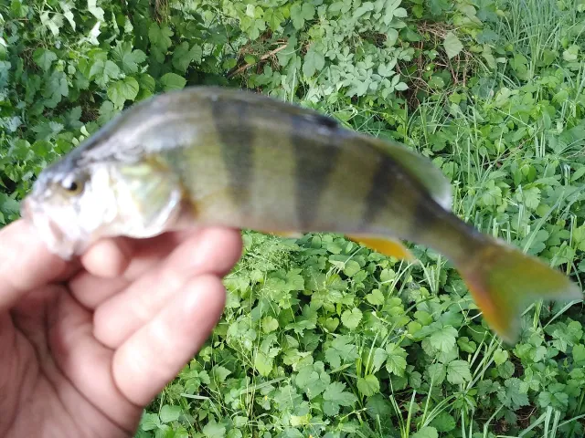 Flussbarsch