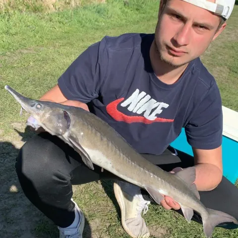 Stör