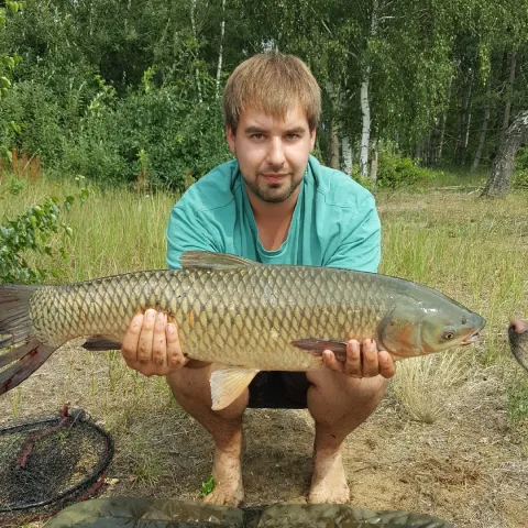 Graskarpfen