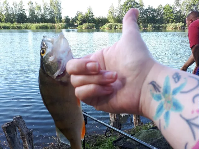 Flussbarsch