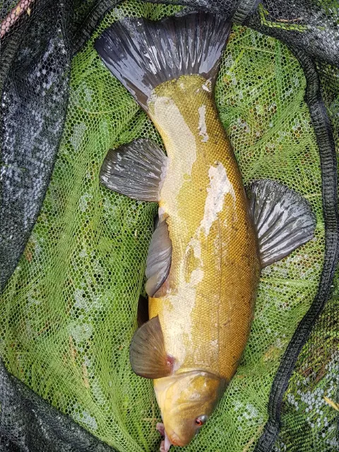 Schleie