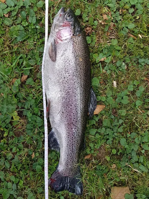 Regenbogenforelle