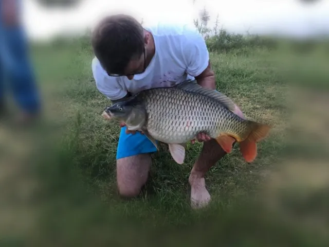 Karpfen