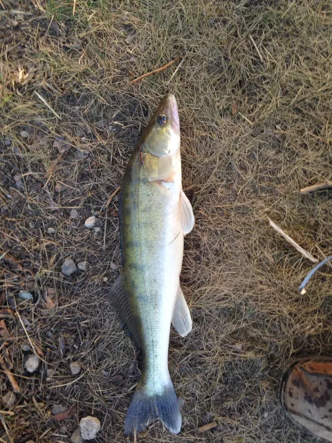 Zander