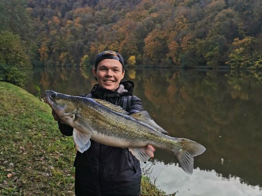 Zander