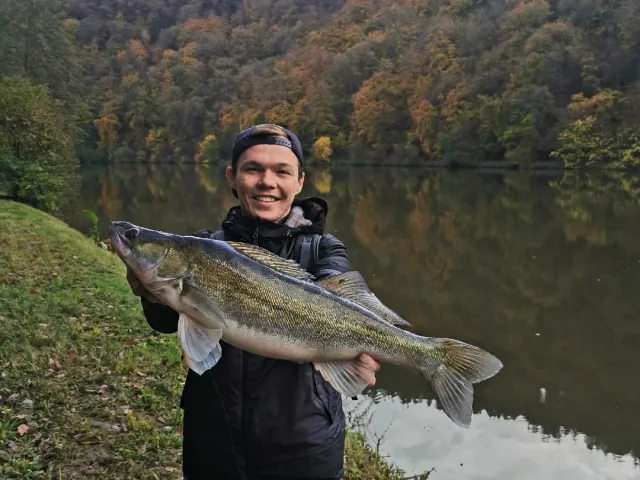 Zander