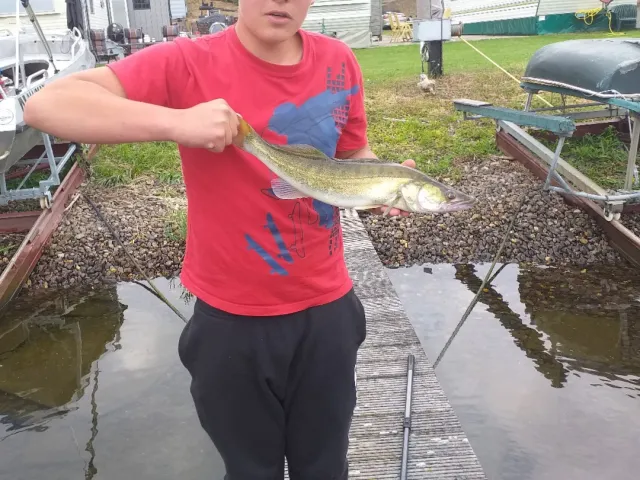 Zander