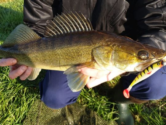 Zander