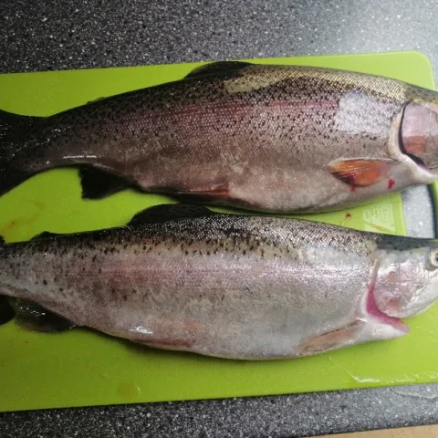 Regenbogenforelle