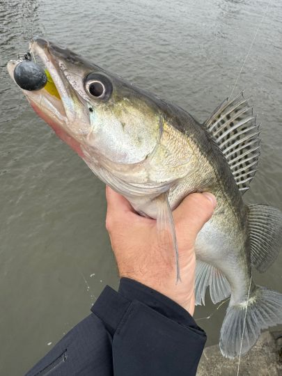 Zander