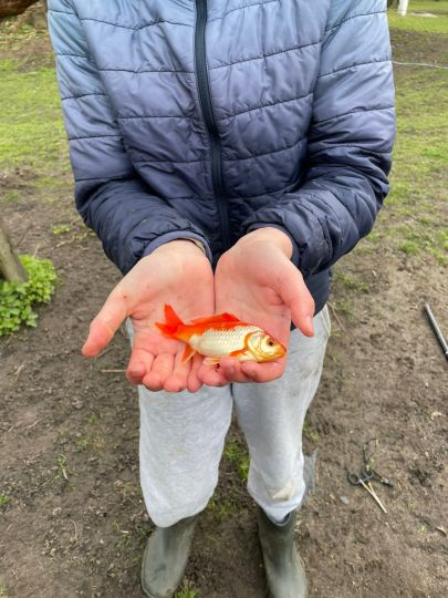 Goldfisch
