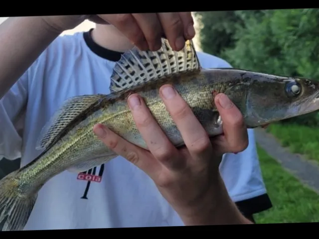 Zander