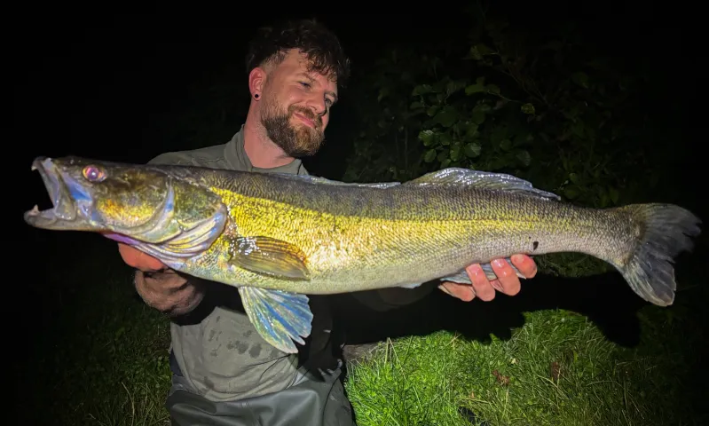 Zander
