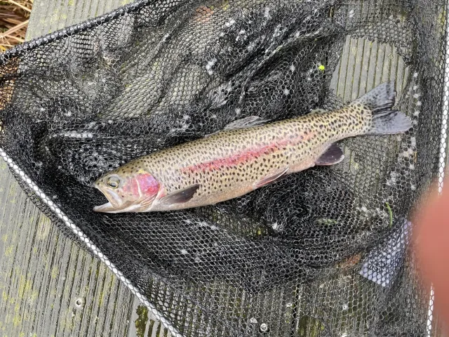Regenbogenforelle