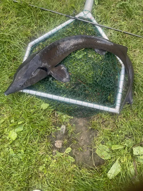Stör