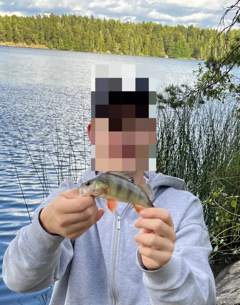 Flussbarsch