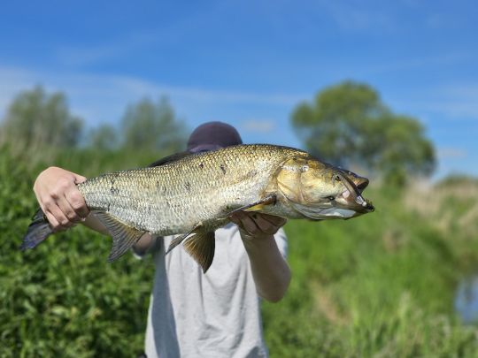Rapfen