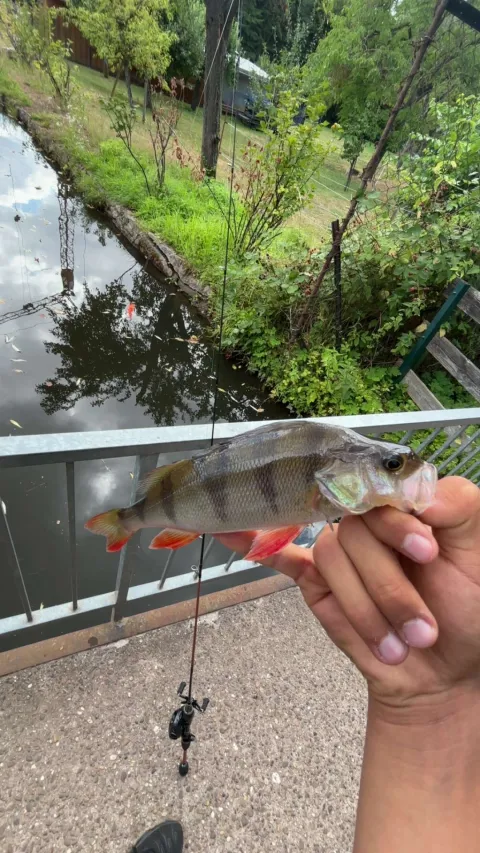 Flussbarsch