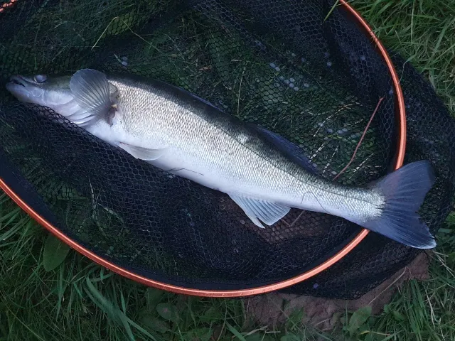 Zander
