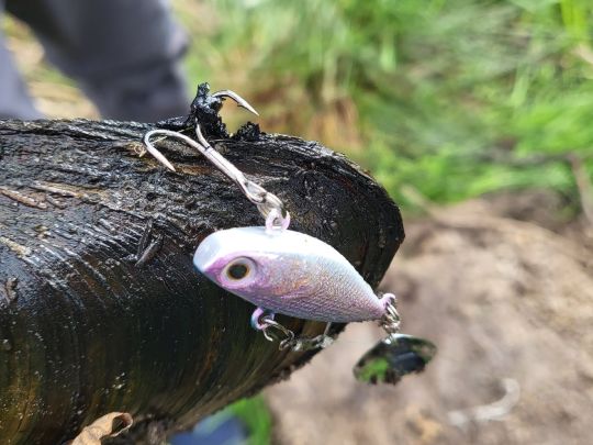 Gemeine Teichmuschel