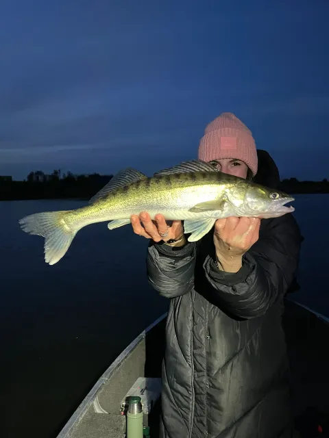 Zander