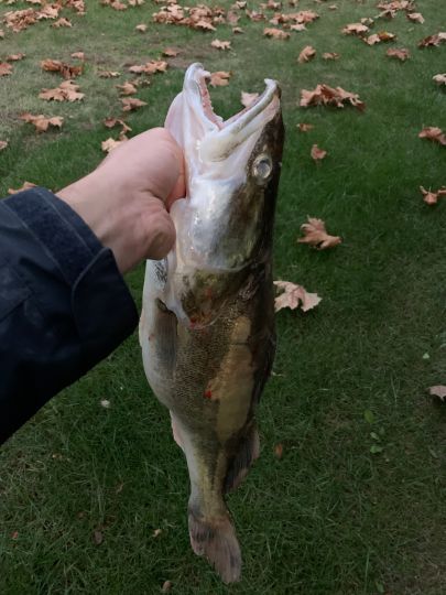 Zander
