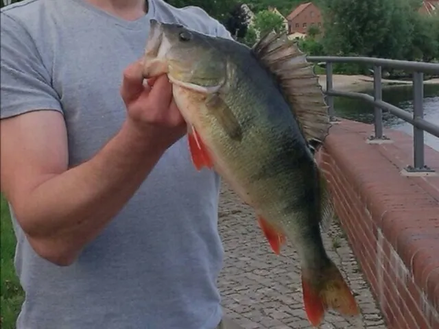 Flussbarsch