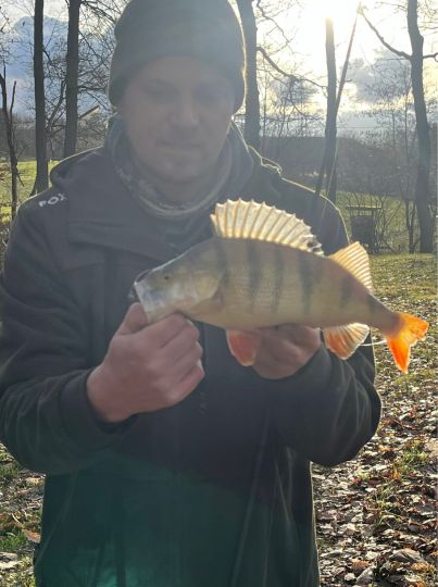 Flussbarsch