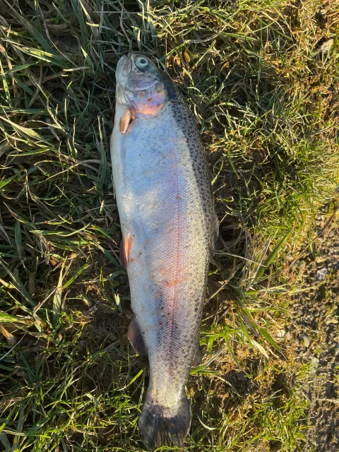 Regenbogenforelle