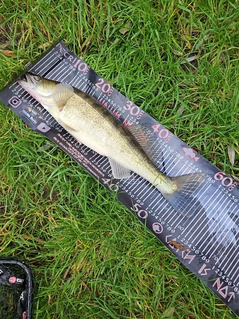 Zander