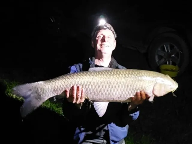 Graskarpfen