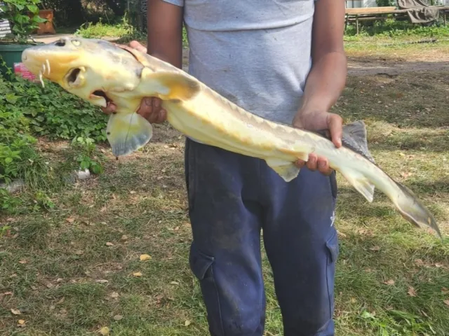 Stör