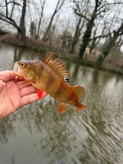 Flussbarsch