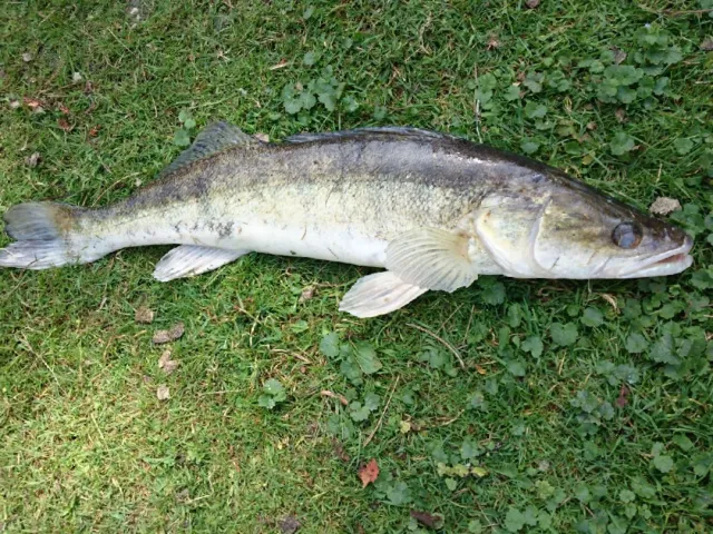 Zander
