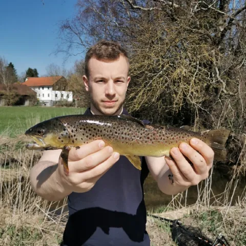 Bachforelle