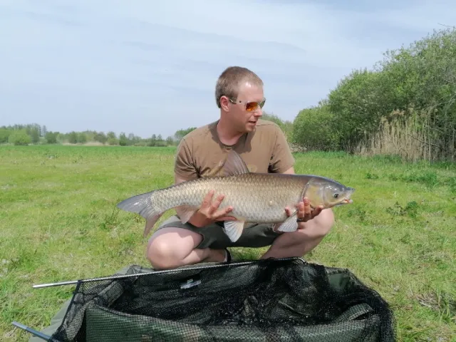 Graskarpfen