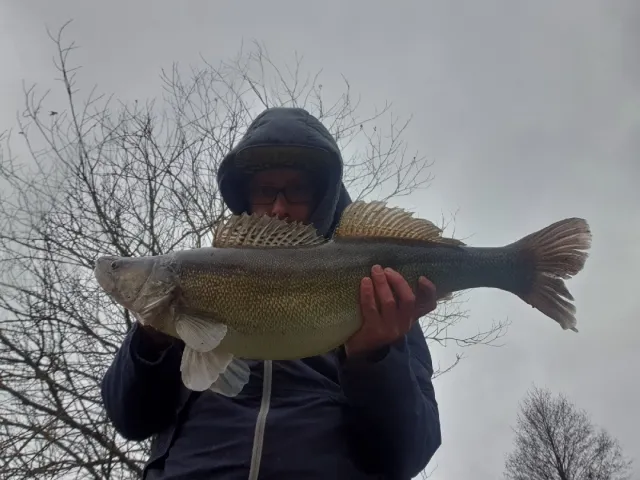 Zander