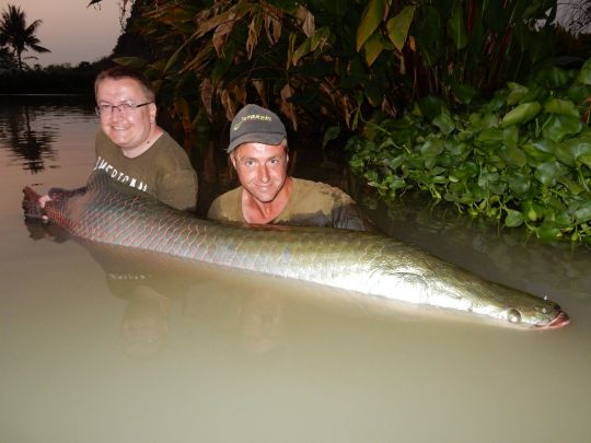 Arapaima
