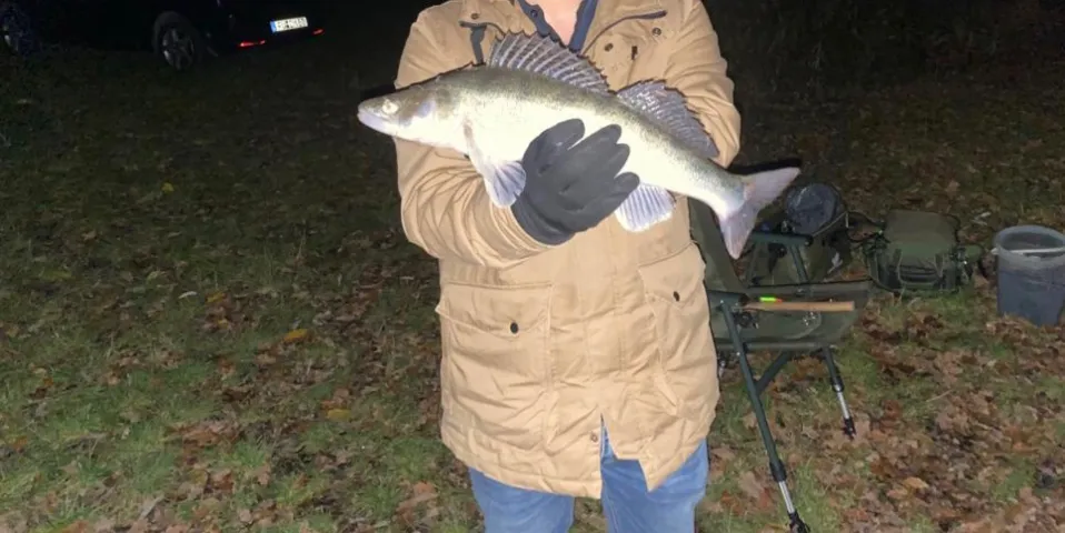 Zander