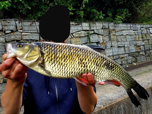 Döbel