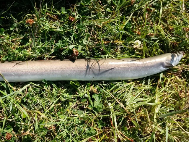 Aal